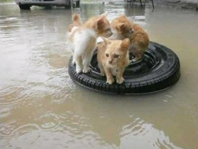 Bantu Hewan Hari Ini untuk Masa Depan