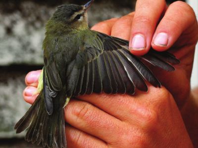 Nyanyian Burung Yang Hilang